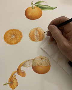 Simonetta Occhipinti mentre sta dipingendo un mandarino
