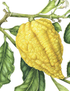 Citrus limonimedica 'Florentina', acquerello botanico