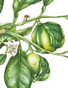 Citrus aurantium 'Bizzarria', acquerello botanico