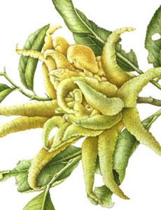 Citrus medica 'Digitata', acquerello botanico