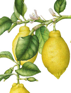 Citrus llimon 'Lunario', acquerello botanico