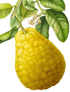 Citrus medica 'Maxima', acquerello botanico