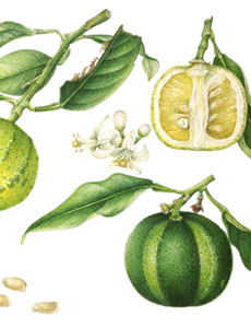 Polimorfismi in Citrus 'Virgatum', acquerello botanico