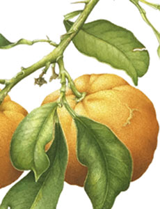 Citrus aurantium 'Variegata', acquerello botanico
