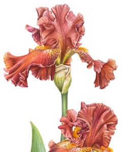 Iris germanica 'Donella G.', acquerello botanico