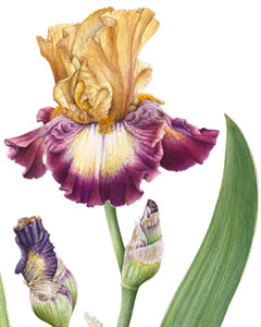 Iris germanica 'Comeback from Florence', acquerello botanico