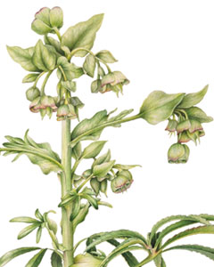 Helleborus foetidus, acquerello botanico