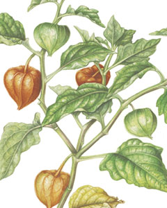 Phisalis alkekengi,acquerello botanico