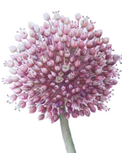 Aglione di Val di Chiana, fiori e semi, acquerello botanico