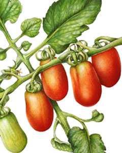 Pomodoro datterino, acquerello botanico